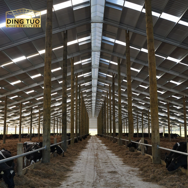 modern design steel structure building for cow and cattle dairy milking farm shed goat farm sheds