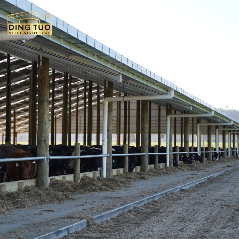 modern design steel structure building for cow and cattle dairy milking farm shed goat farm sheds