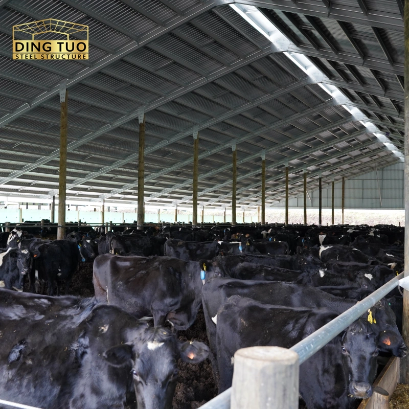 modern design steel structure building for cow and cattle dairy milking farm shed goat farm sheds