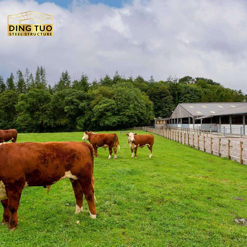 modern design steel structure building for cow and cattle dairy milking farm shed goat farm sheds