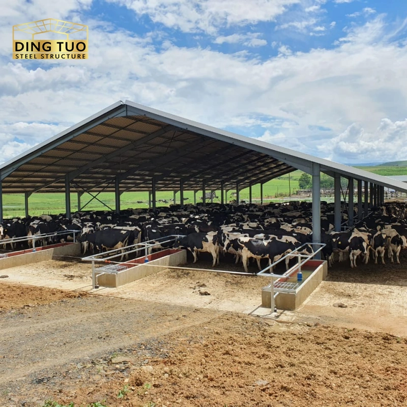 modern design steel structure building for cow and cattle dairy milking farm shed goat farm sheds