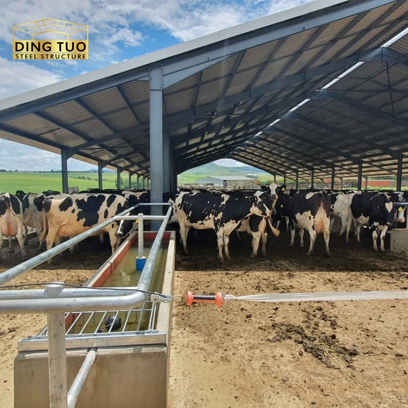 modern design steel structure building for cow and cattle dairy milking farm shed goat farm sheds